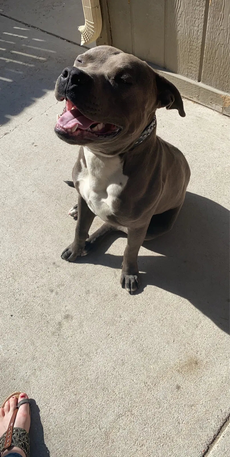 Lost dog in Denver, CO, 80239