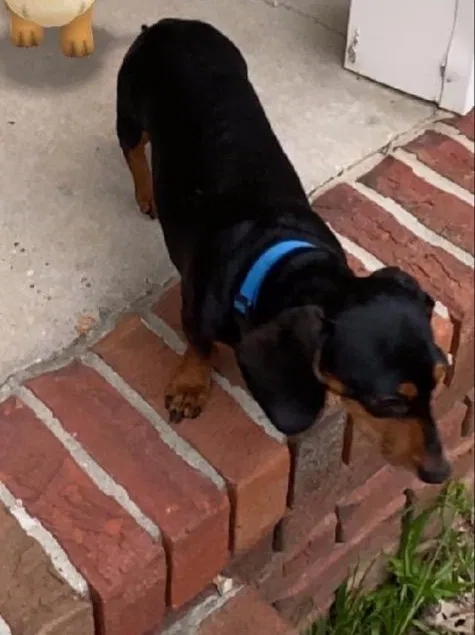 Lost dog in Hattiesburg, MS, 39402