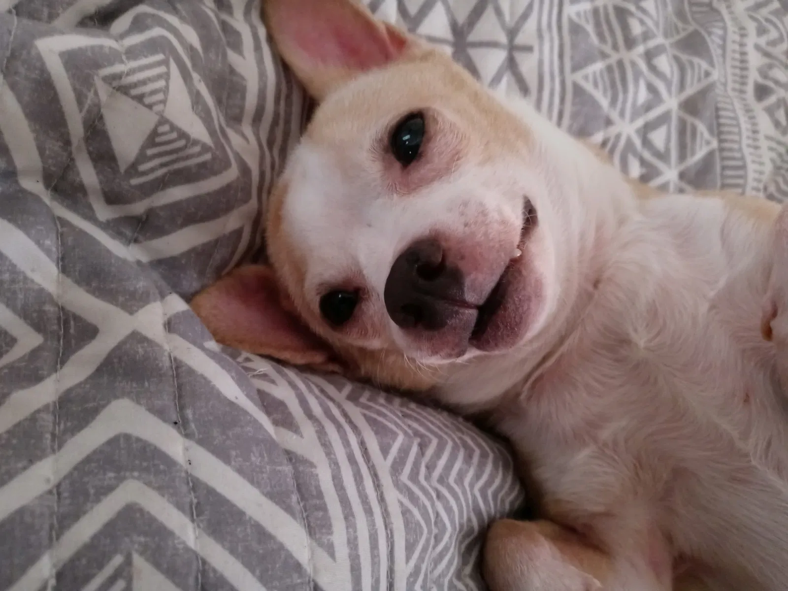 Lost dog in Ocala, FL, 34476