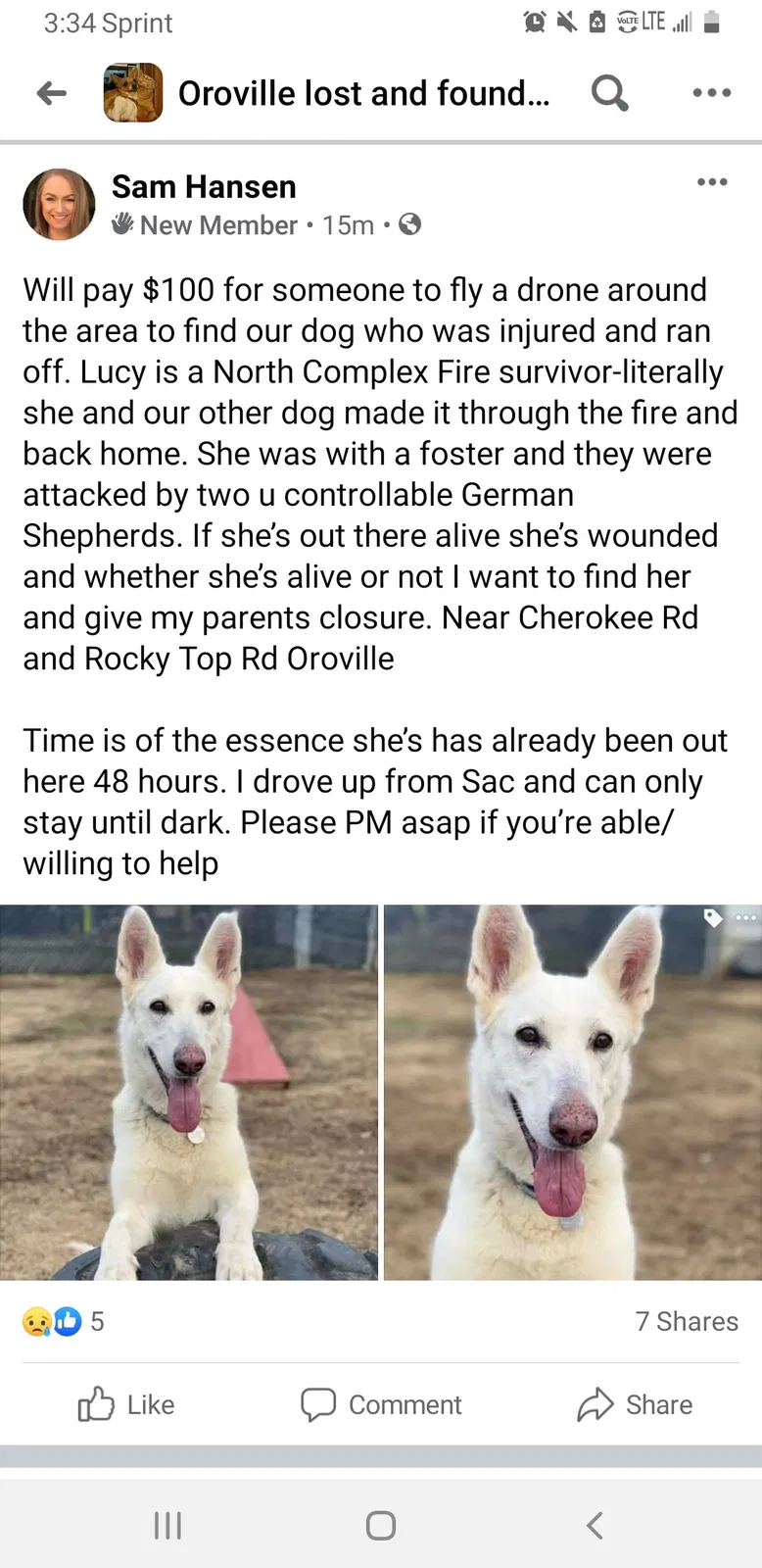 Lost dog in Oroville, CA, 95965