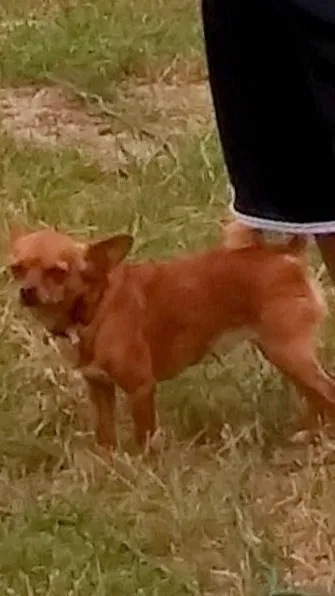 Lost dog in Richland, TX, 76681