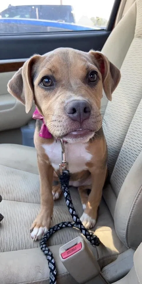 Lost dog in Edroy, TX, 78352
