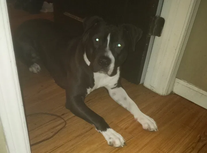 Lost dog in Oklahoma City, OK, 73129
