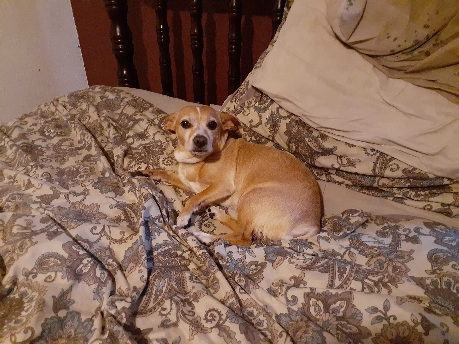Lost dog in San Bernardino, CA, 92405