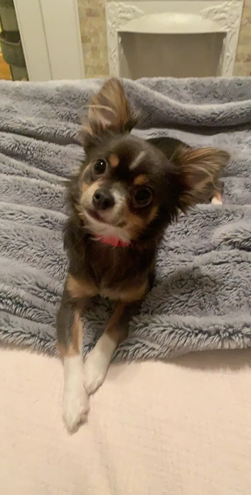 Lost dog in New Orleans, LA, 70124