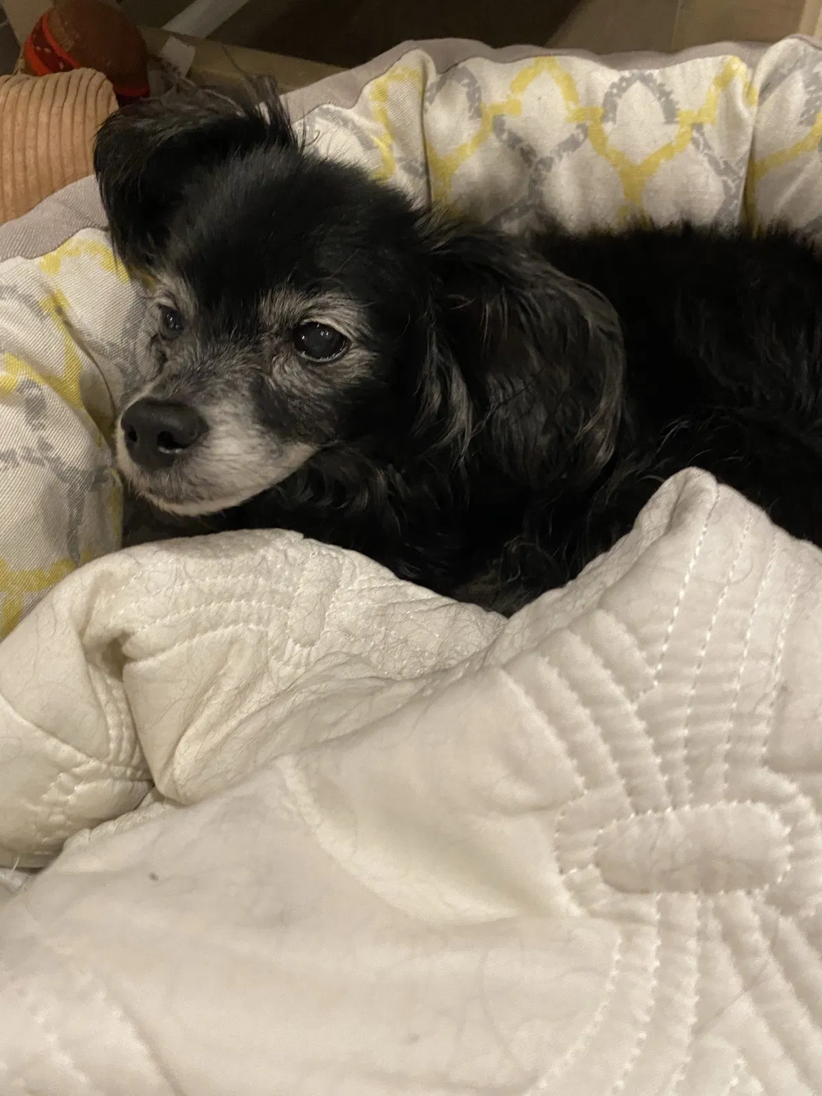 Lost dog in Hopkins, SC, 29061