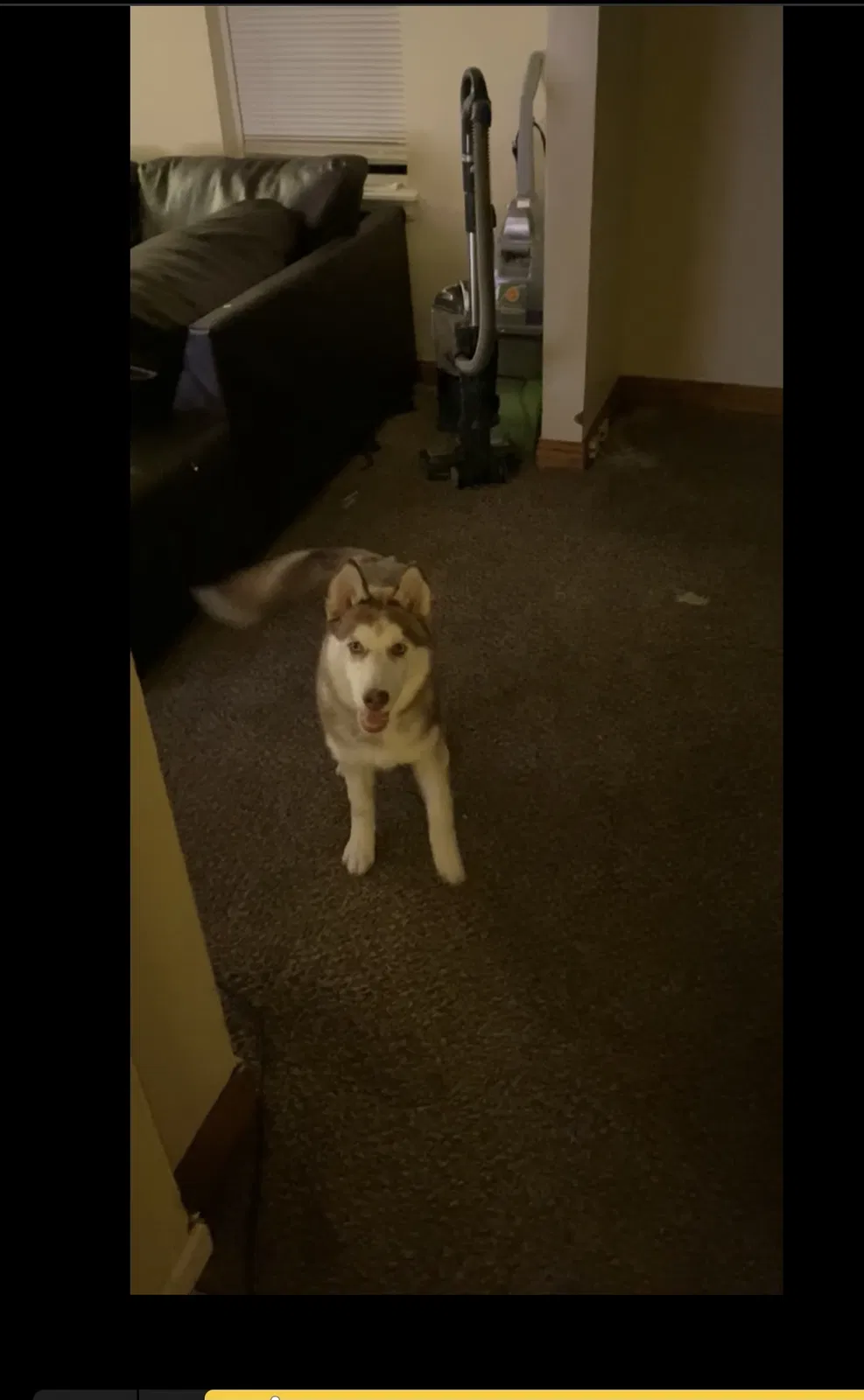 Lost dog in Milwaukee, WI, 53209