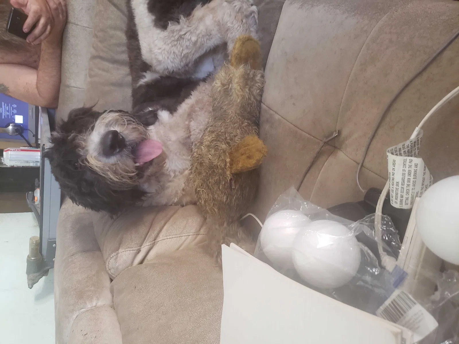 Lost dog in Saint Petersburg, FL, 33702