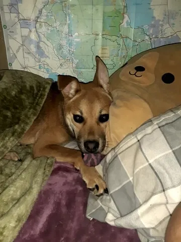Lost dog in Orlando, FL, 32811