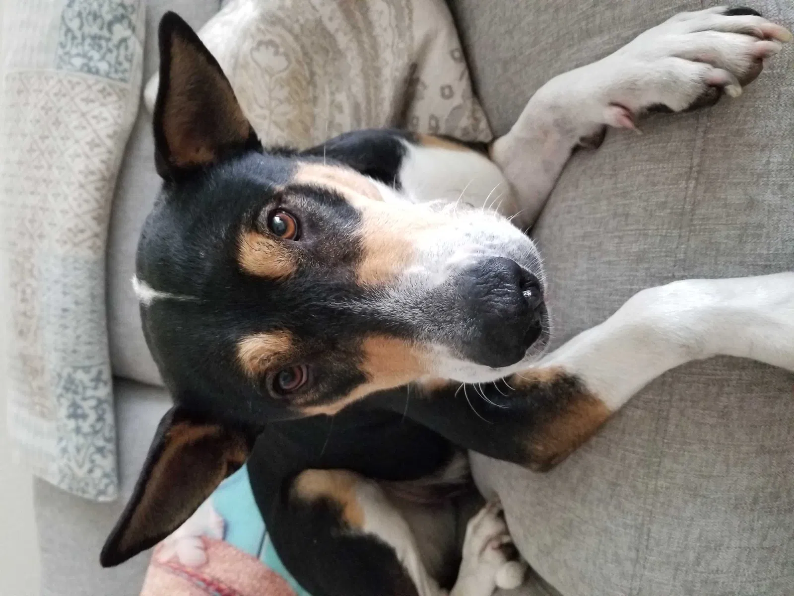 Lost dog in Daytona Beach, FL, 32117