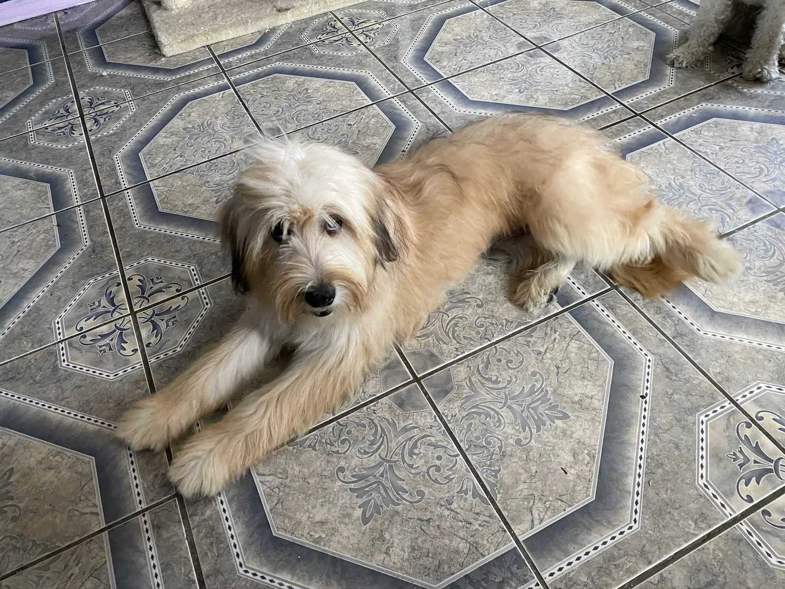 Lost dog in San Diego, CA, 92105