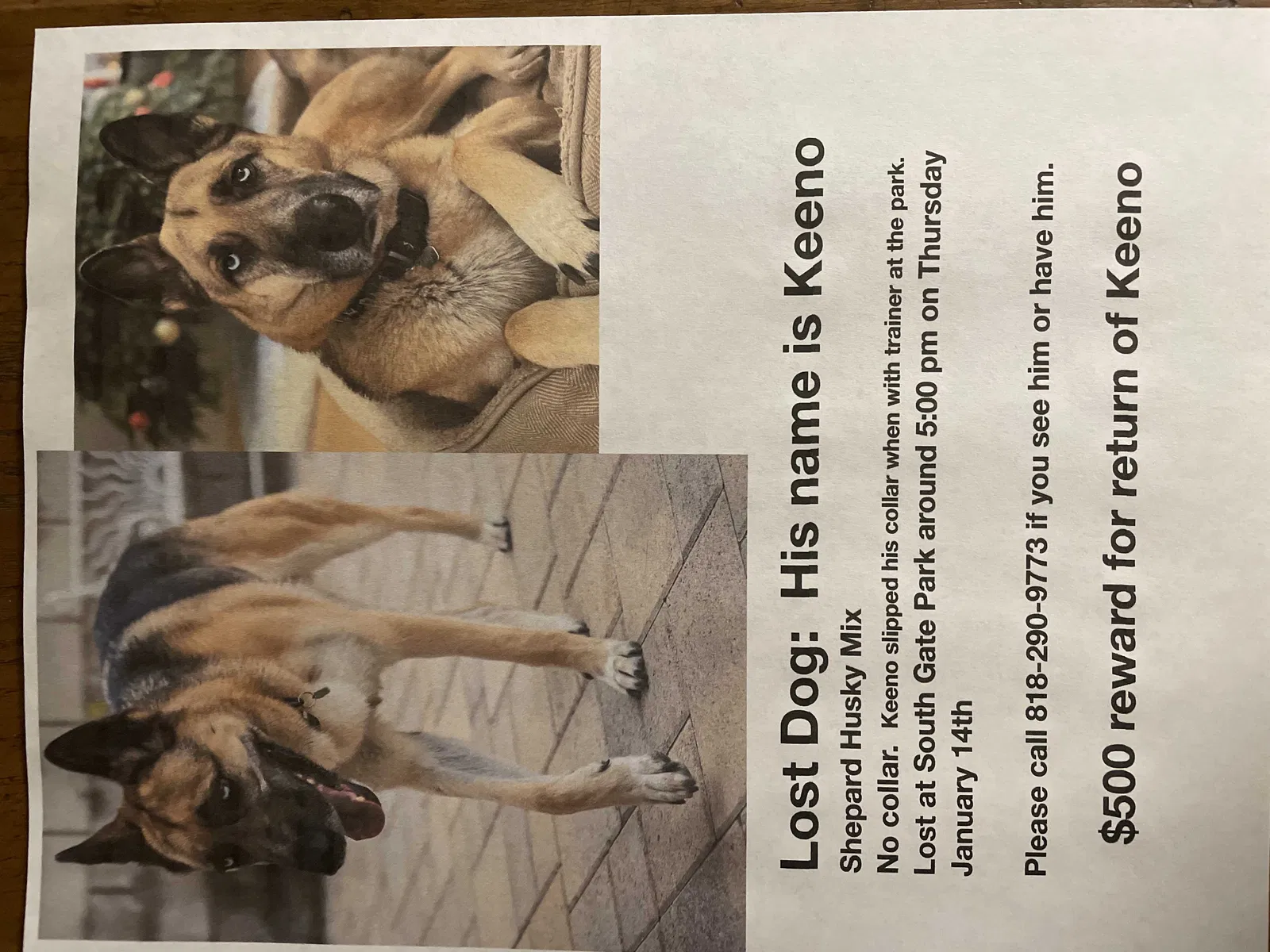 Lost dog in South Gate, CA, 90280