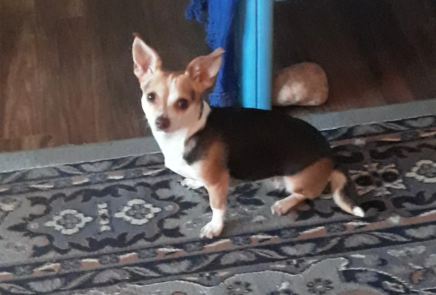 Found dog in Phoenix, AZ, 85027