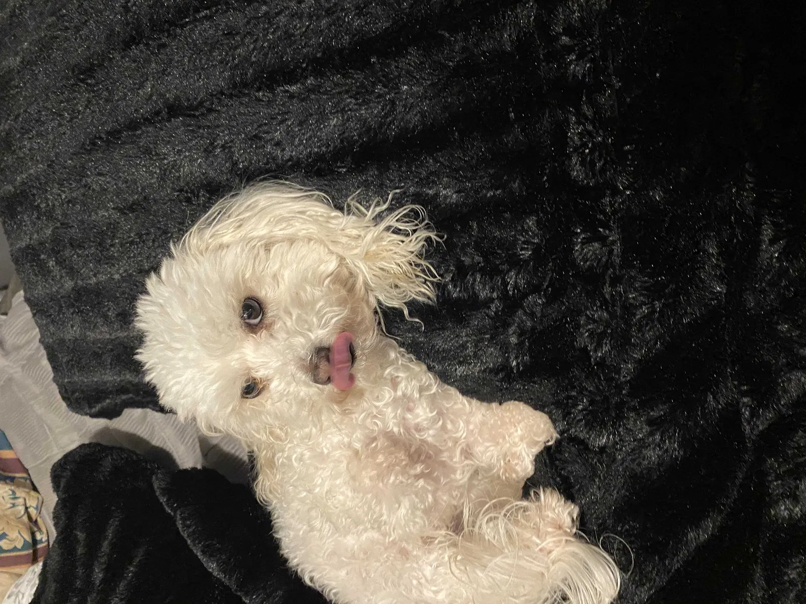 Lost dog in Odessa, TX, 79763