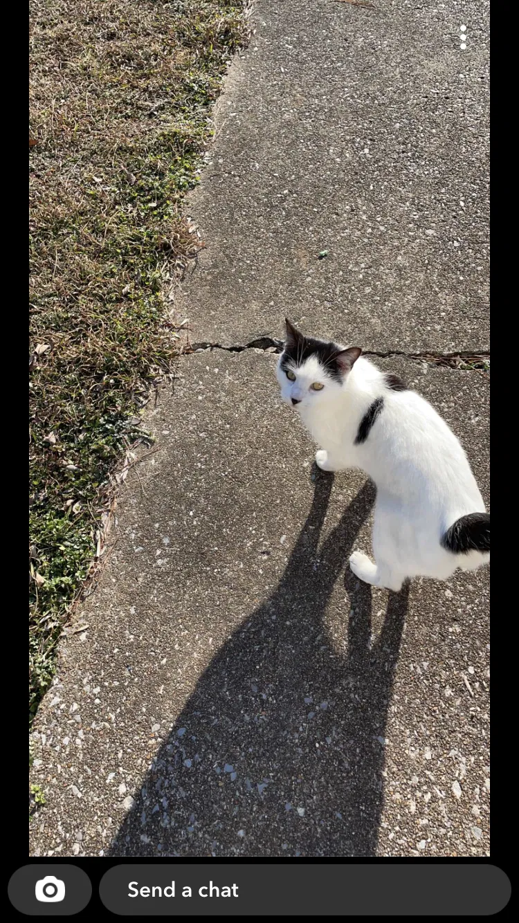 Lost cat in Fort Oglethorpe, GA, 30742