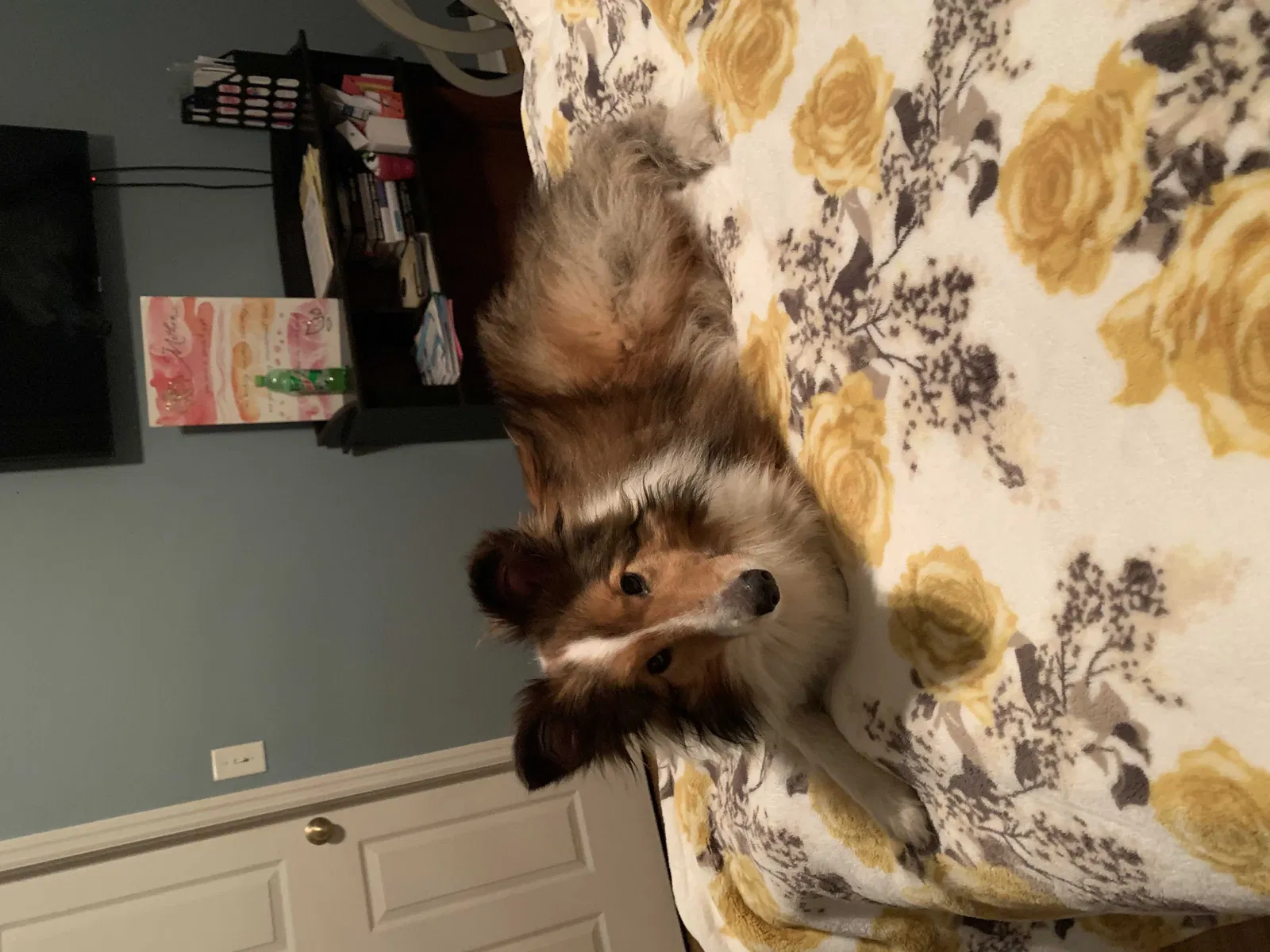 Lost dog in Spring Hill, FL, 34610