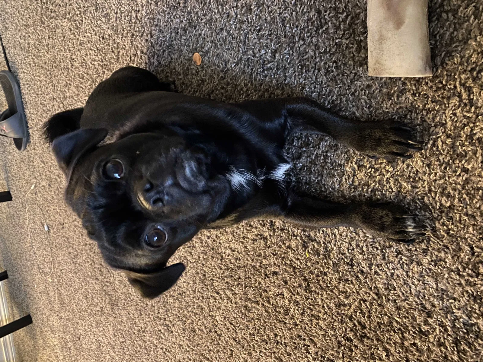 Lost dog in Medford, OR, 97501