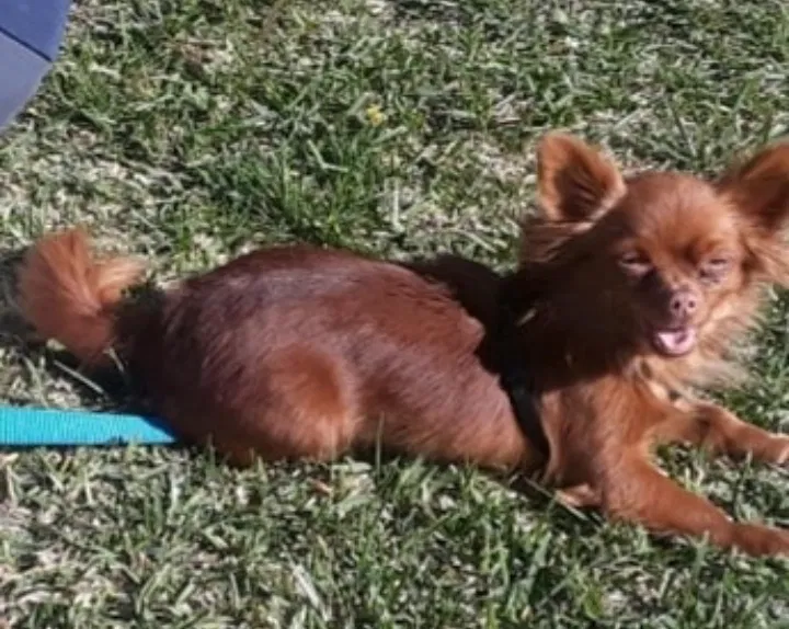 Lost dog in Paramount, CA, 90723