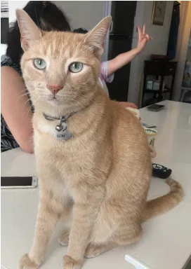 Lost cat in Flushing, NY, 11355