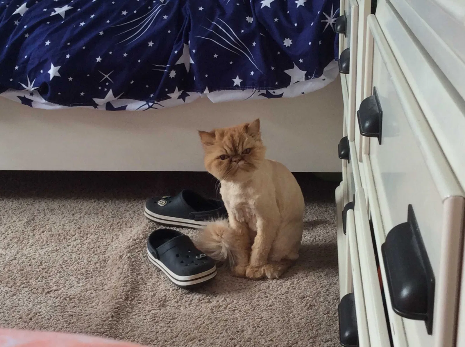 Lost cat in Staten Island, NY, 10305