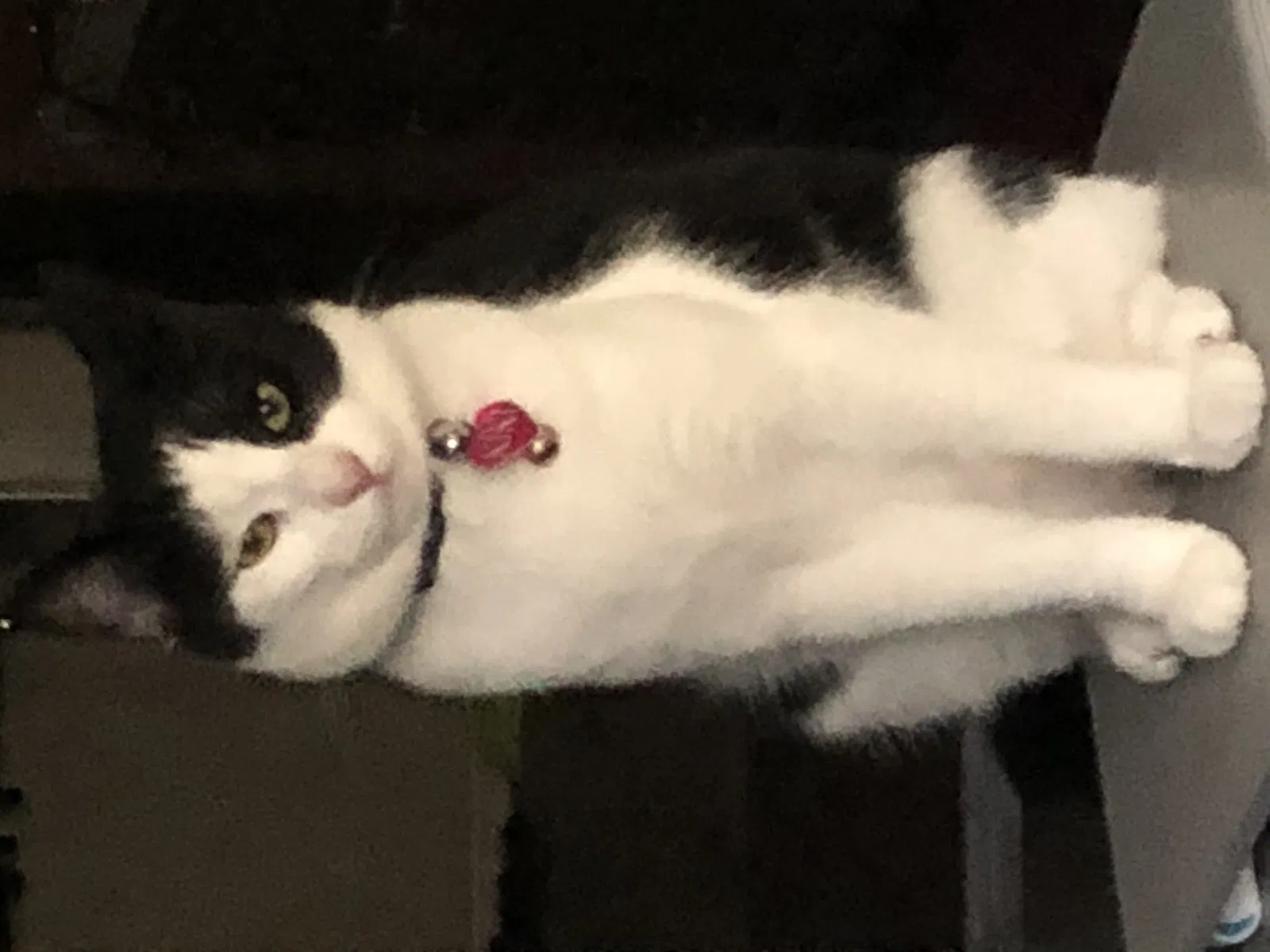 Lost cat in Irvine, CA, 92620