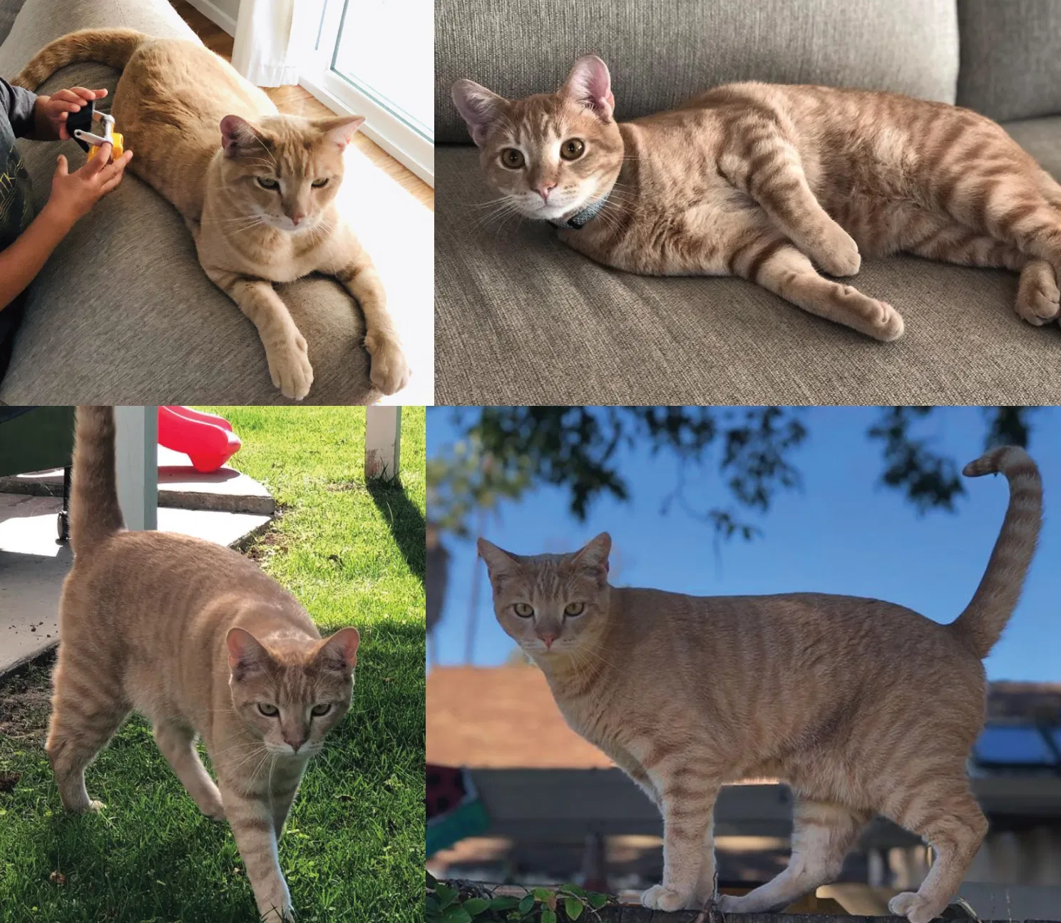 Lost cat in Costa Mesa, CA, 92626