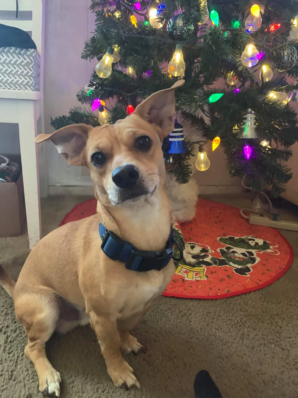 Lost dog in Flagstaff, AZ, 86001