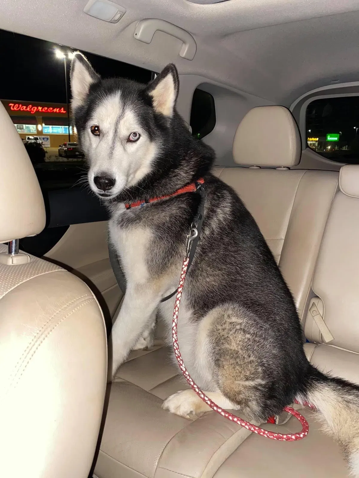 Lost dog in Pearl, MS, 39208