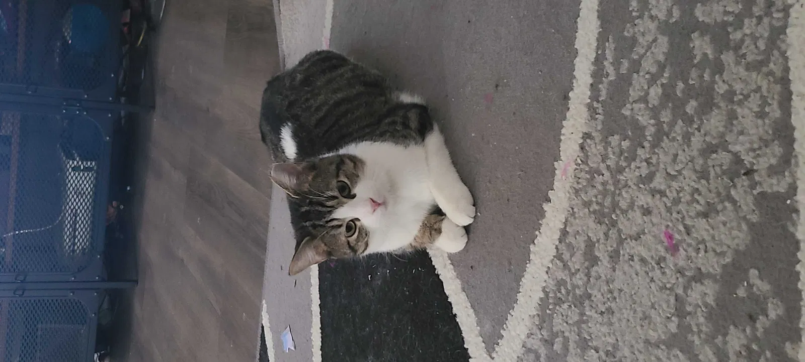 Lost cat in Grove City, OH, 43123