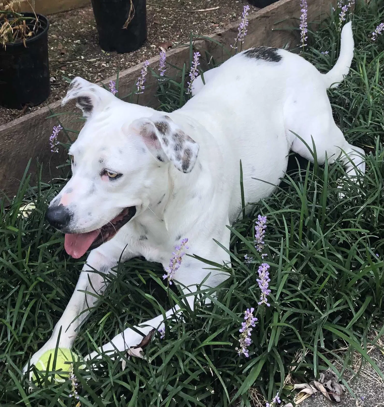 Lost dog in Winston Salem, NC, 27106