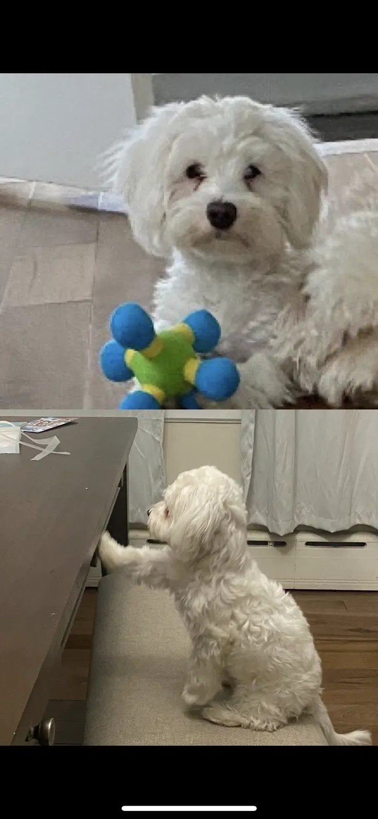 Lost dog in Lansdowne, PA, 19050