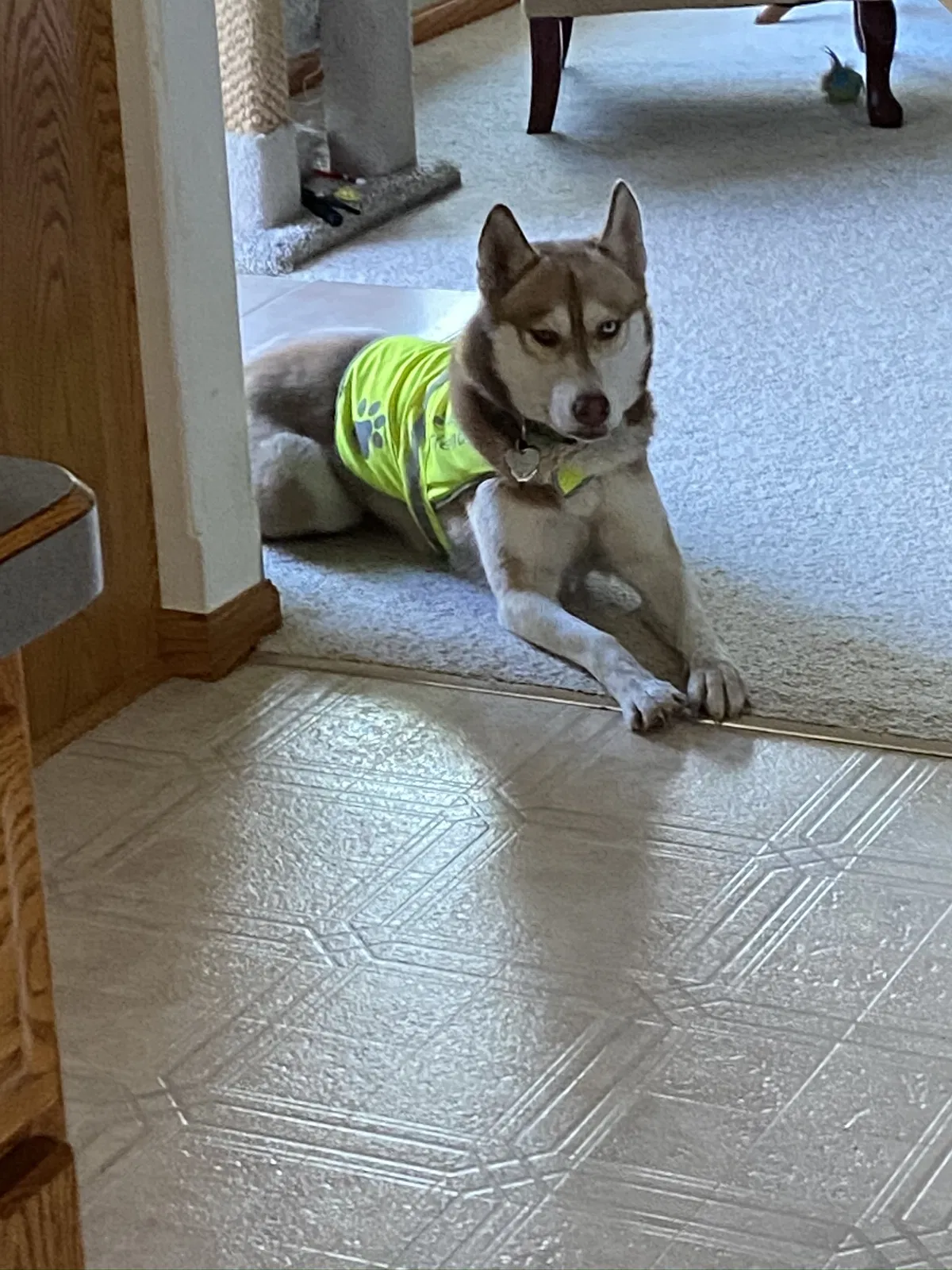 Lost dog in Glenwood, MN, 56334