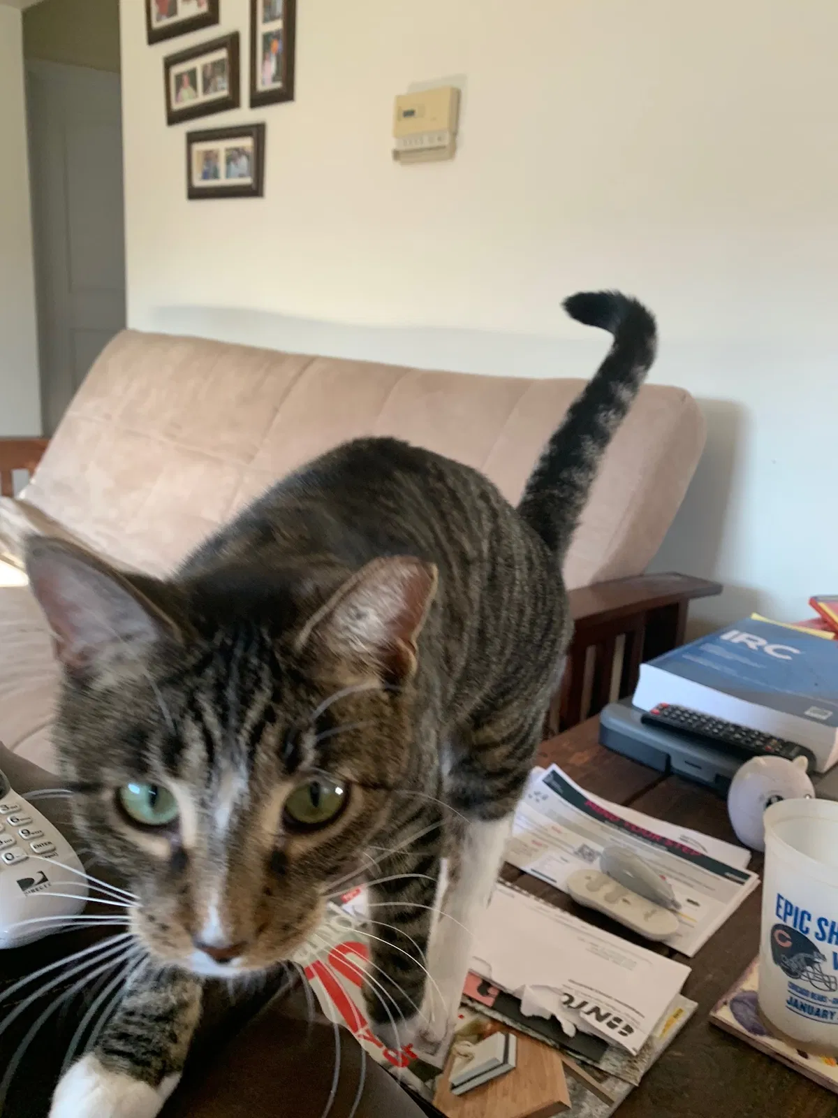 Lost cat in Waukegan, IL, 60085