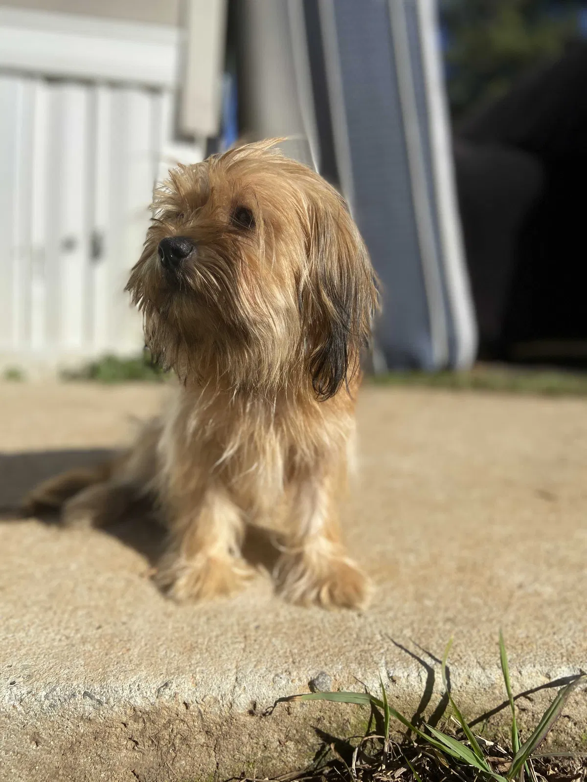 Lost dog in Riverdale, GA, 30296