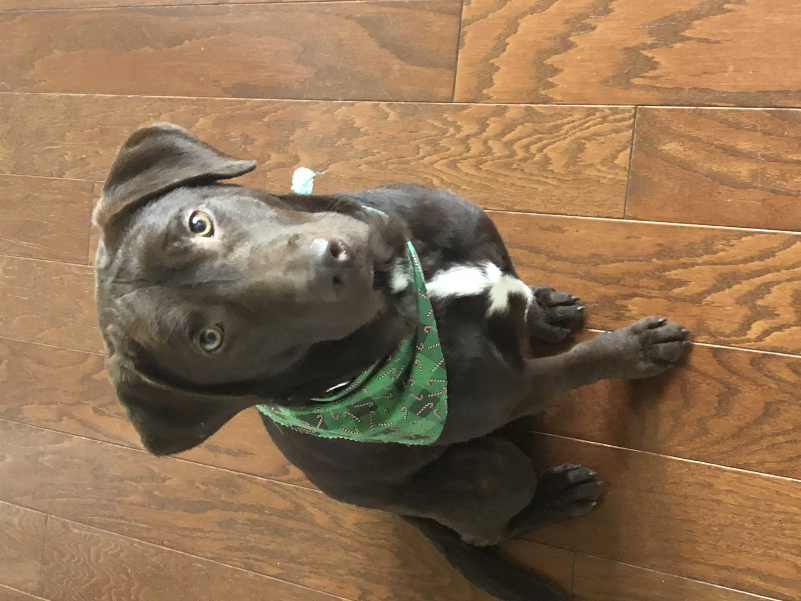 Lost dog in Alpharetta, GA, 30004
