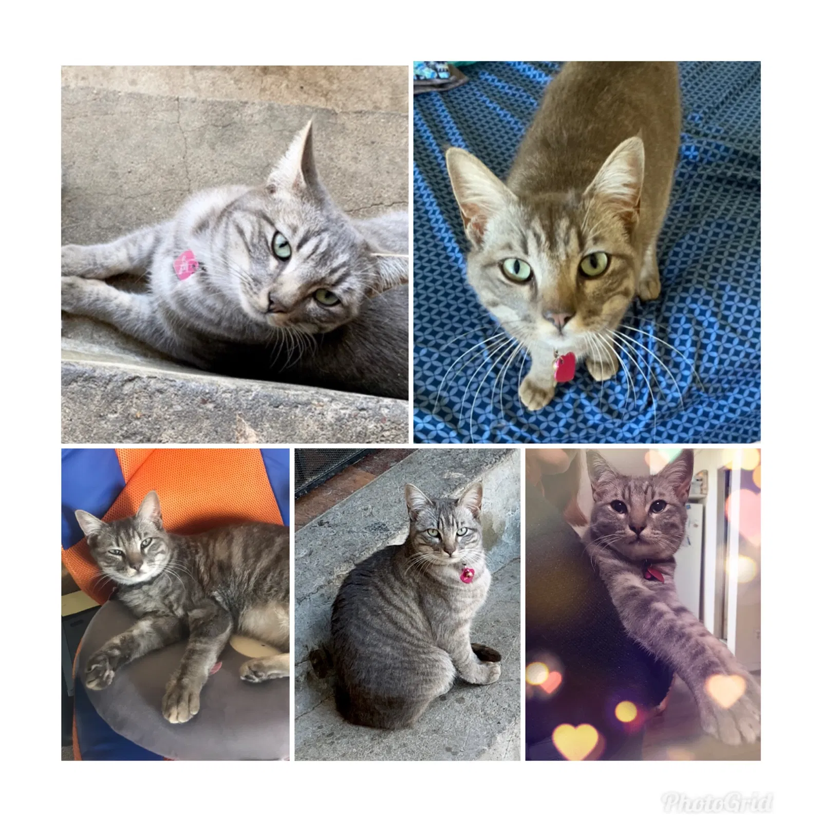 Lost cat in Chula Vista, CA, 91911