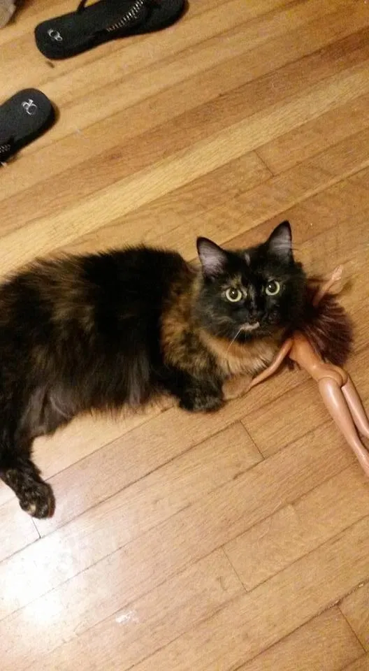 Lost cat in Saint Louis, MO, 63109