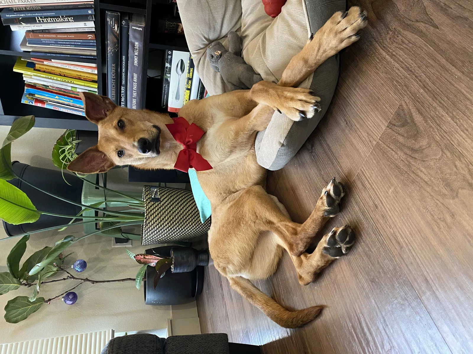 Lost dog in Seattle, WA, 98121