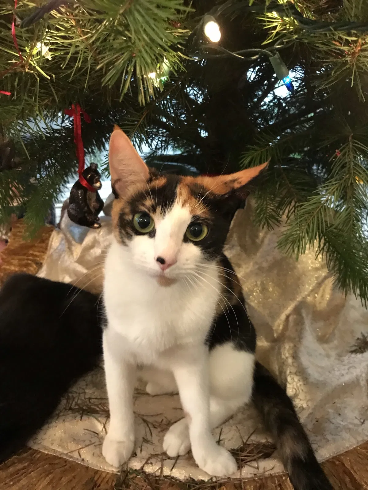 Lost cat in Vancouver, WA, 98682