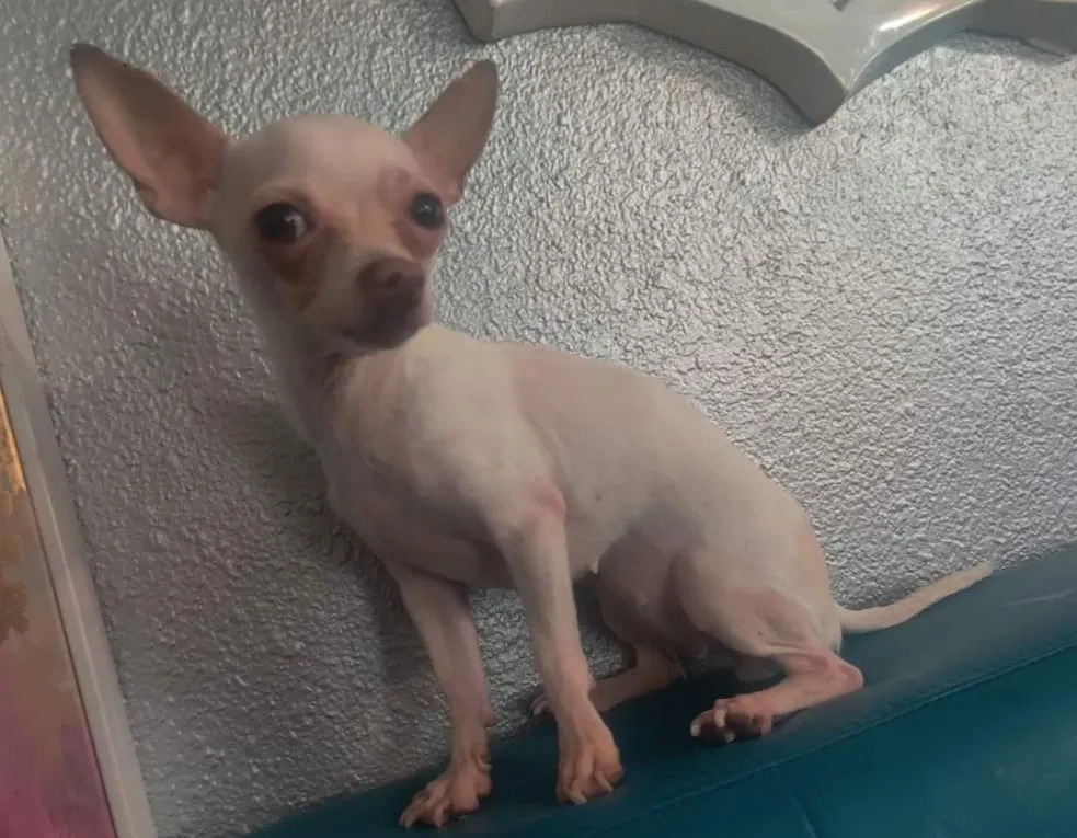 Lost dog in Fontana, CA, 92335