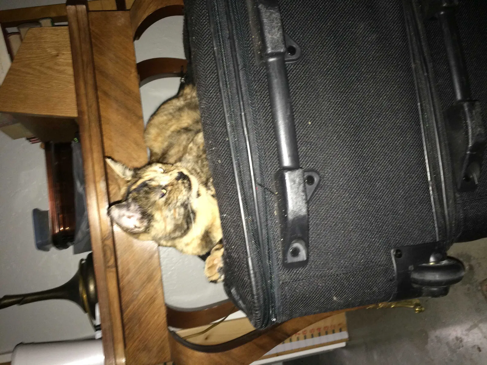 Lost cat in Auburn, CA, 95603