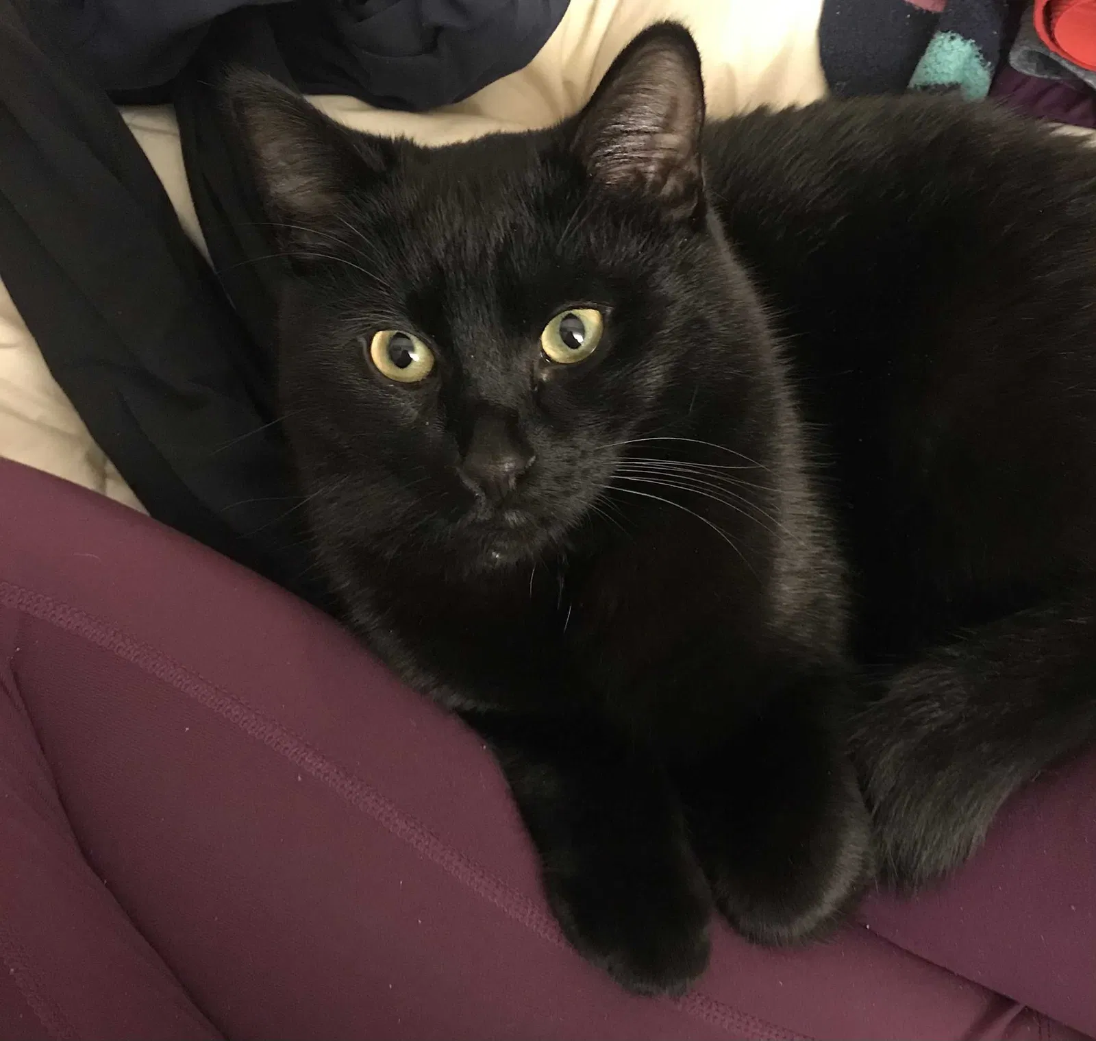 Lost cat in Seattle, WA, 98155