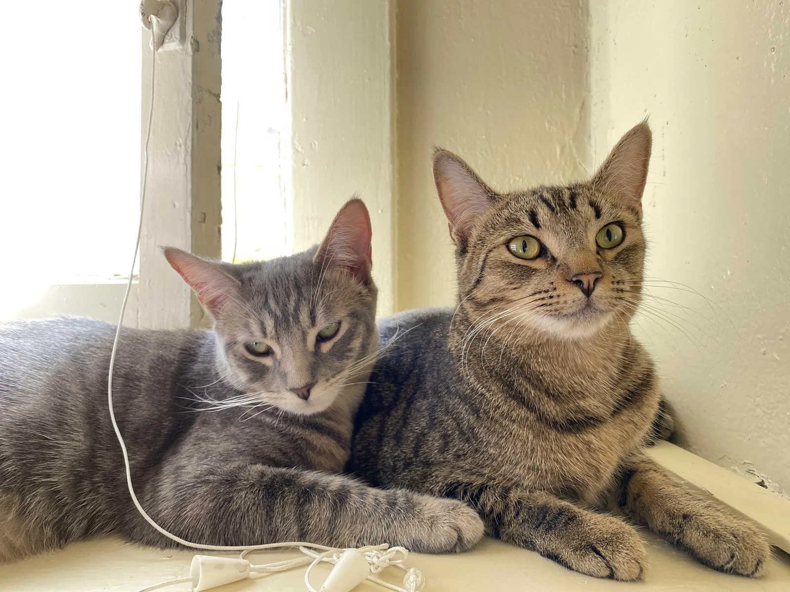 Lost cat in Los Angeles, CA, 90018