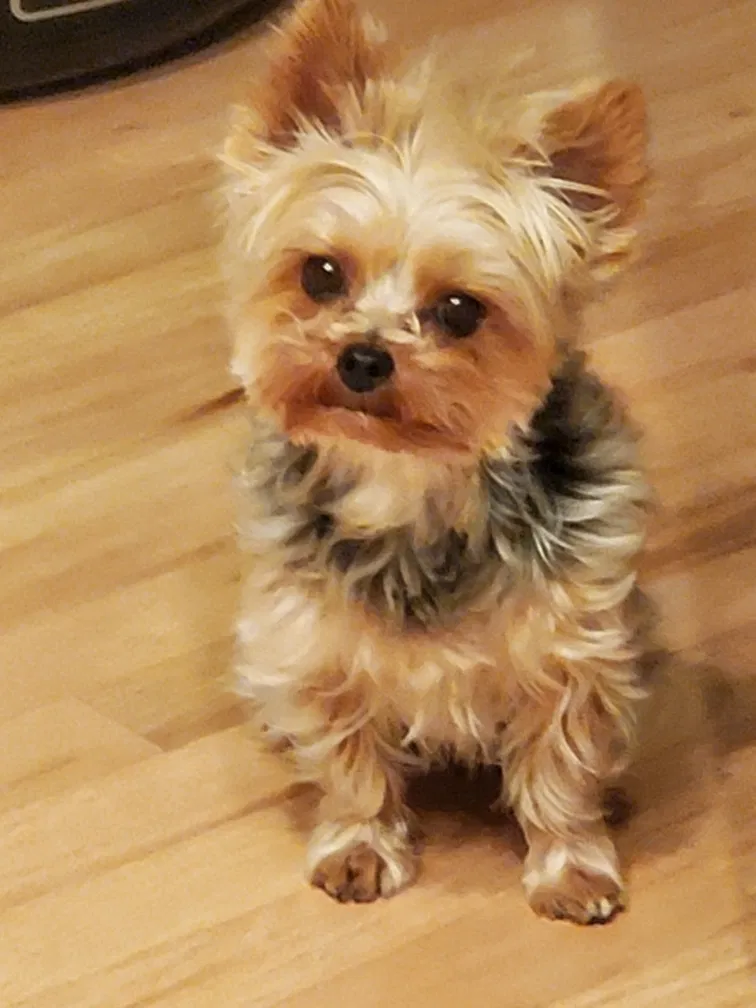 Lost dog in Brighton, CO, 80602