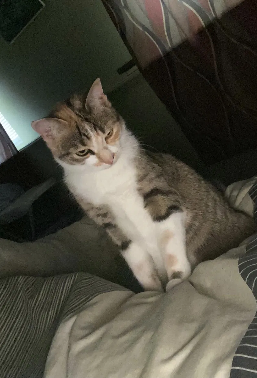 Lost cat in Richmond, VA, 23224