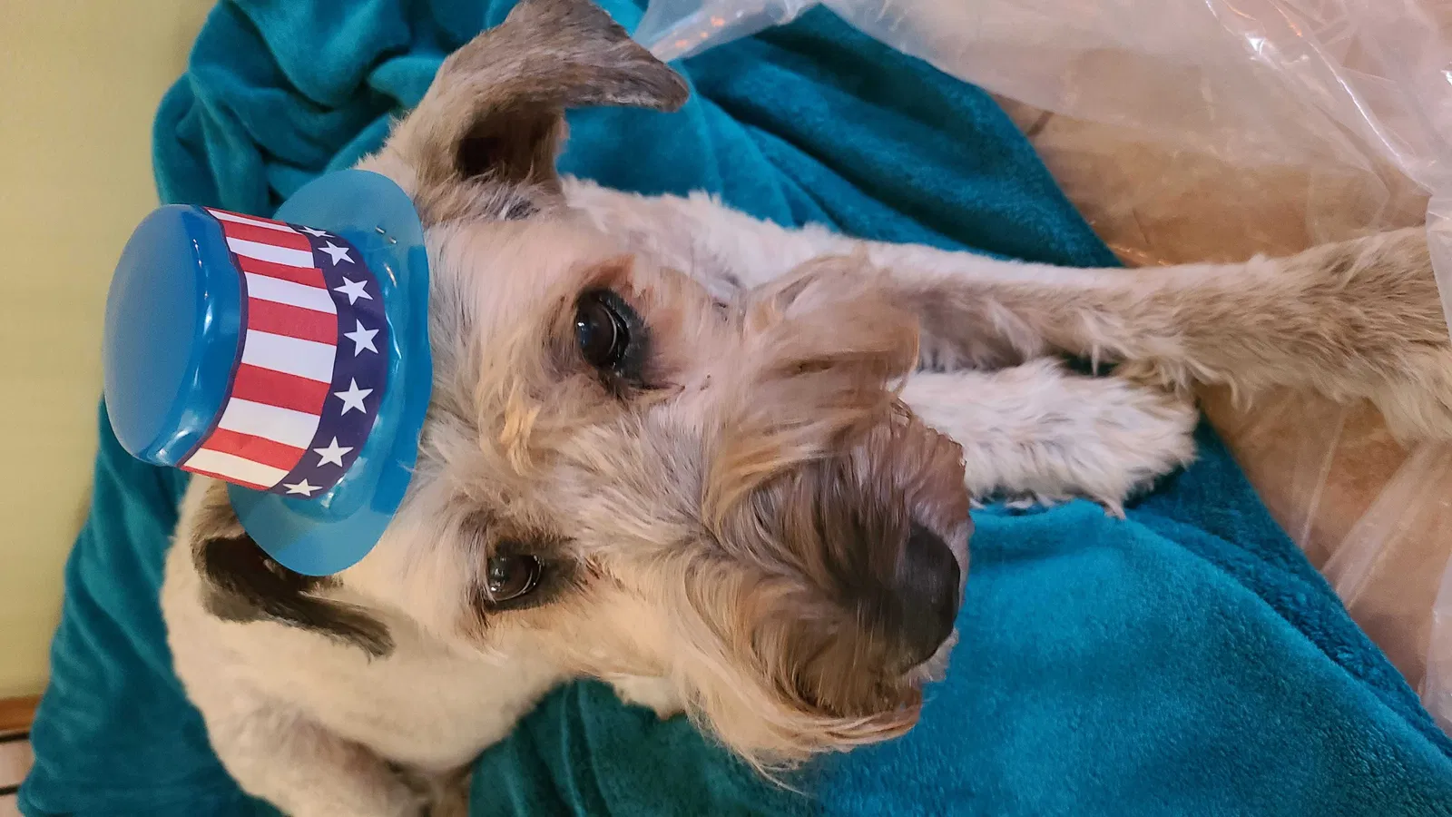 Lost dog in Riverview, FL, 33569