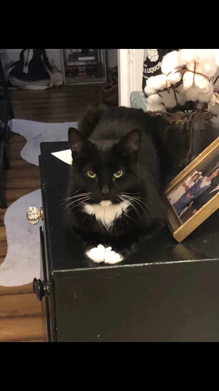 Lost cat in Birmingham, AL, 35205