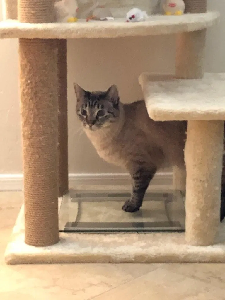 Lost cat in Tucson, AZ, 85747