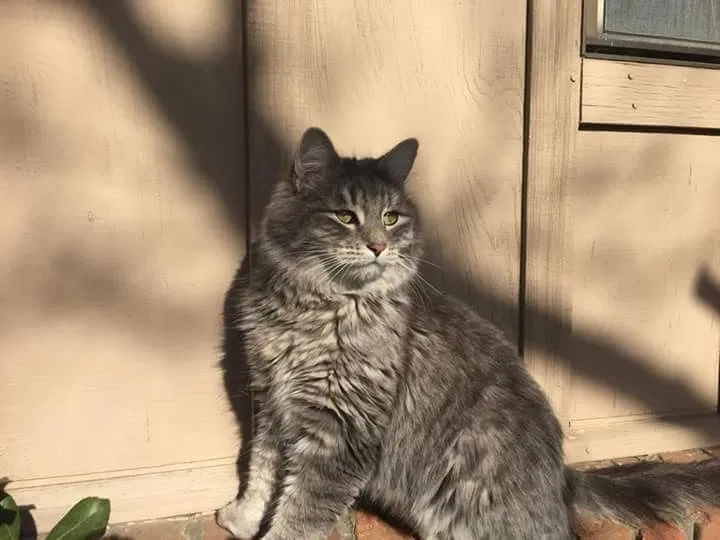 Lost cat in Elk Grove, CA, 95624