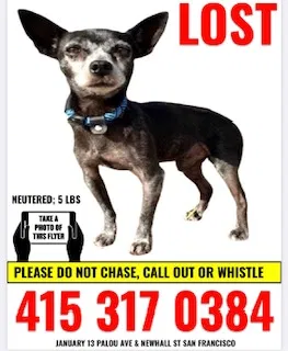 Lost dog in San Francisco, CA, 94124
